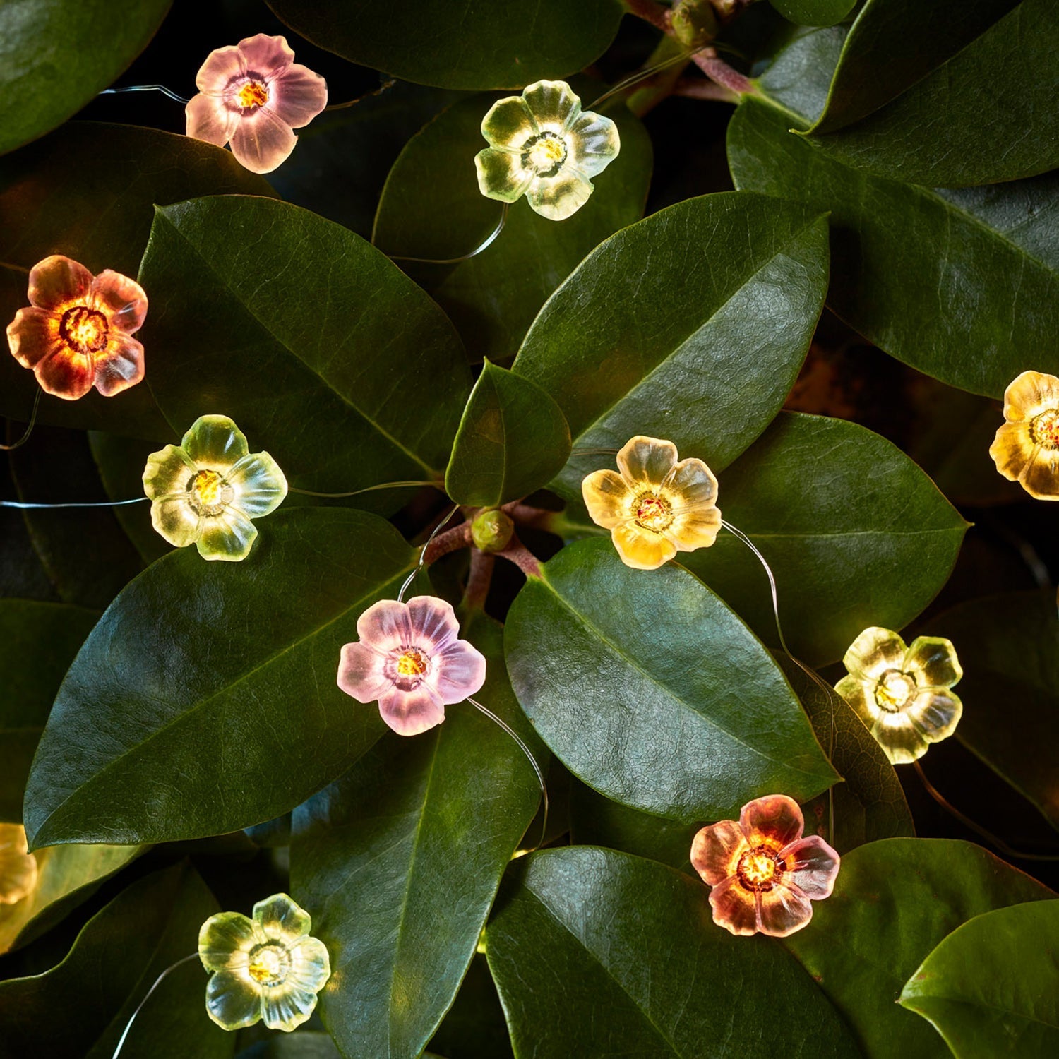 20 Multi Coloured Rose Micro Fairy Lights