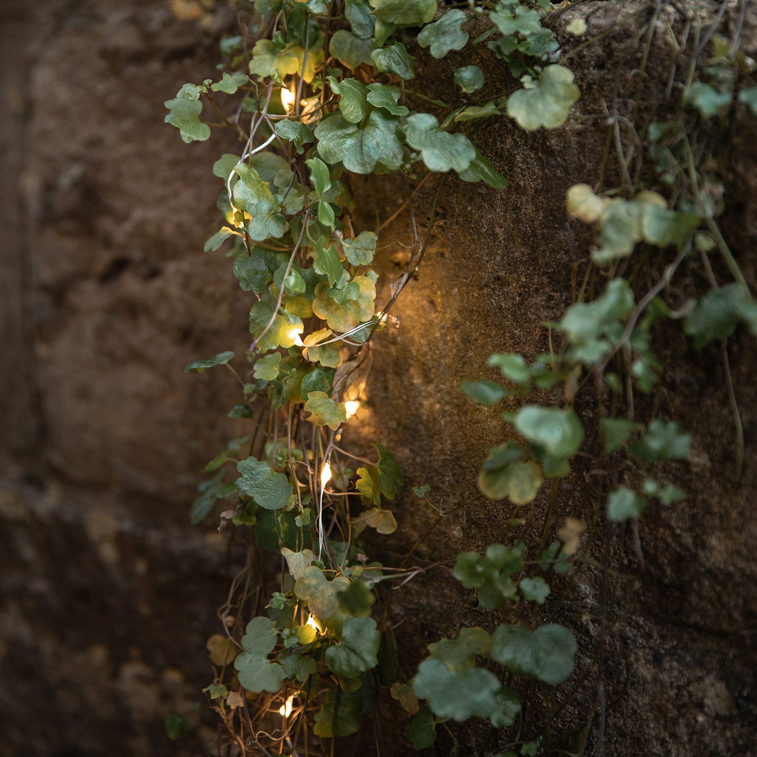 50 Warm White LED Micro Battery Outdoor Fairy Lights