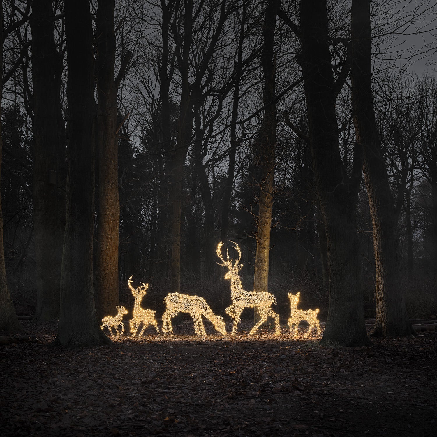 Dual LED Studley Stag & Doe Light Up Reindeer Duo