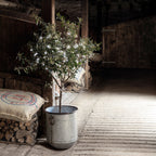 100 White LED Outdoor Battery Fairy Lights On Clear Cable