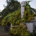 Core Connect 30m 300 Warm White Connectable Fairy Lights Green Cable