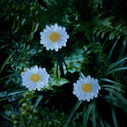 9 Daisy Flower Solar Stake Lights