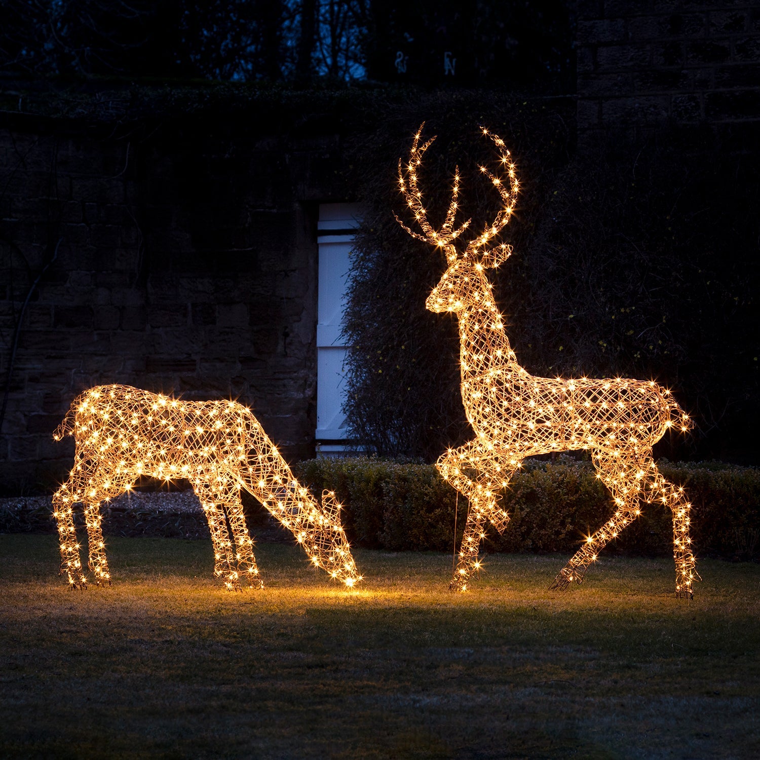 2m Studley Rattan Stag Light Up Reindeer 24v